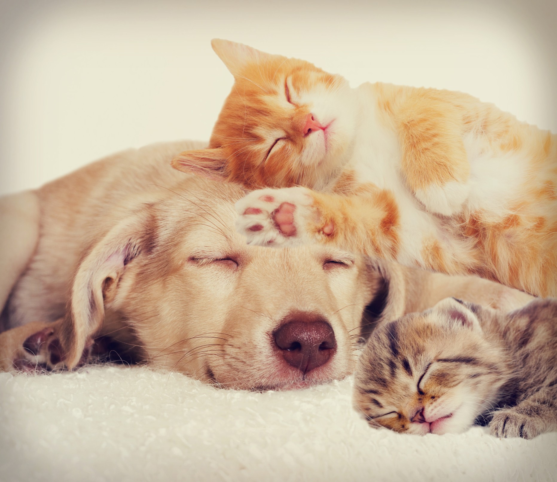 Cani e gatti