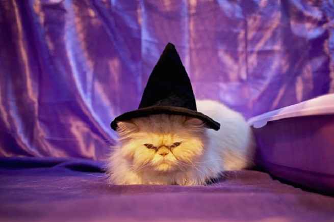 Gatto Persiano