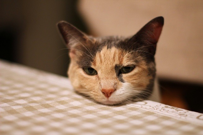 gatto tavola