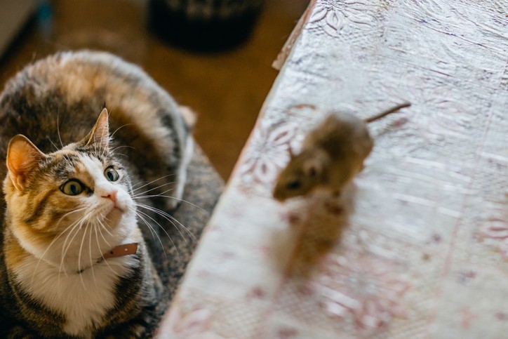 gatto e topo
