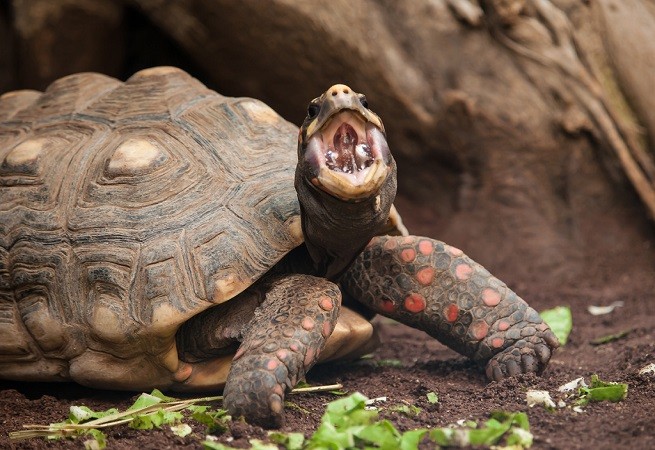 tartaruga