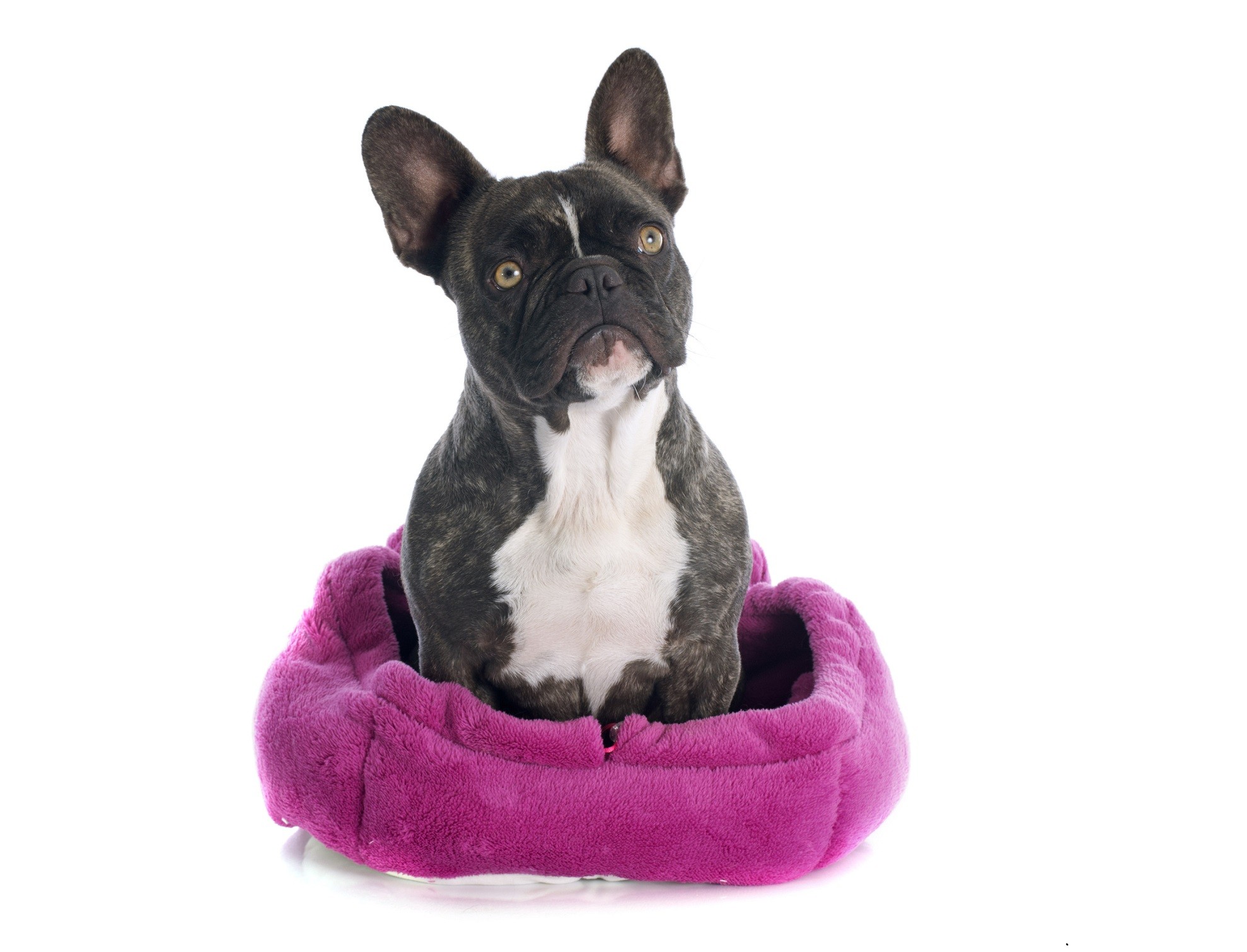 Cuccia del cane
