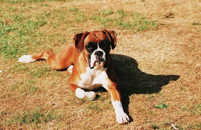 boxer