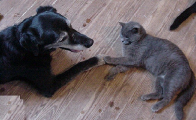 cane gatto