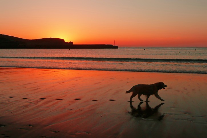 Cane in spiaggia