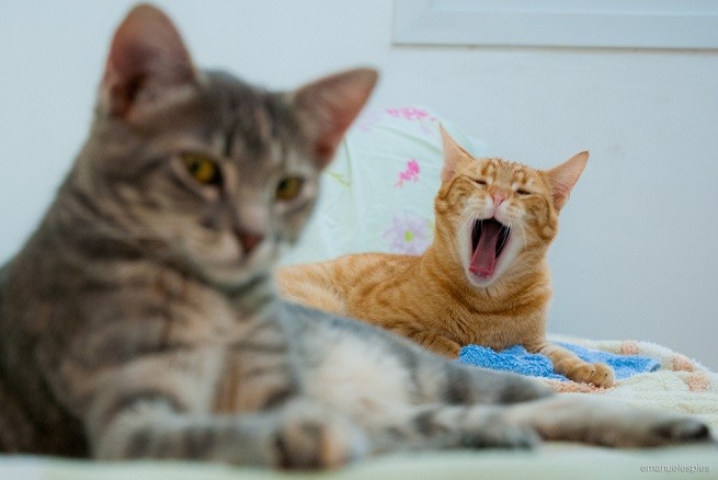 gatti