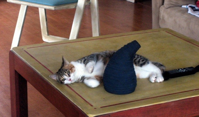 gatto gioca