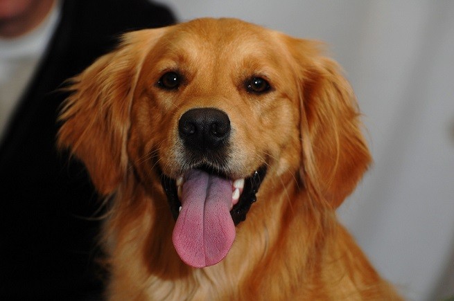 cane