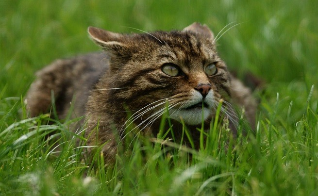 gatto