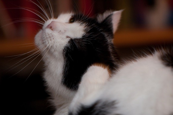 gatto