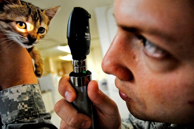 veterinario