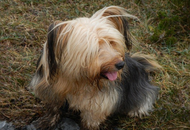 cane