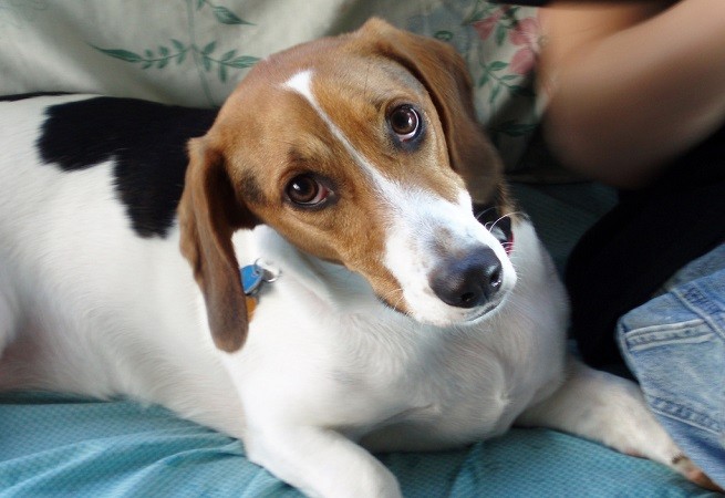 cane