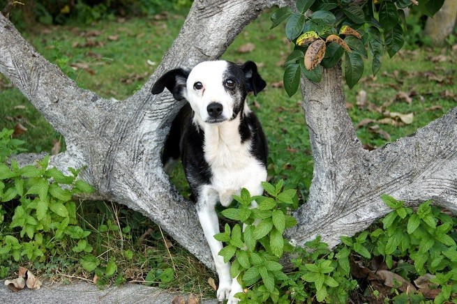cane