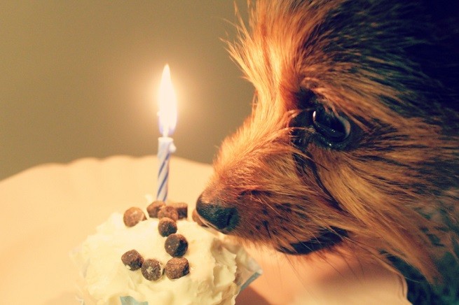 cane dieta