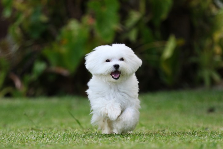 Cane passeggio