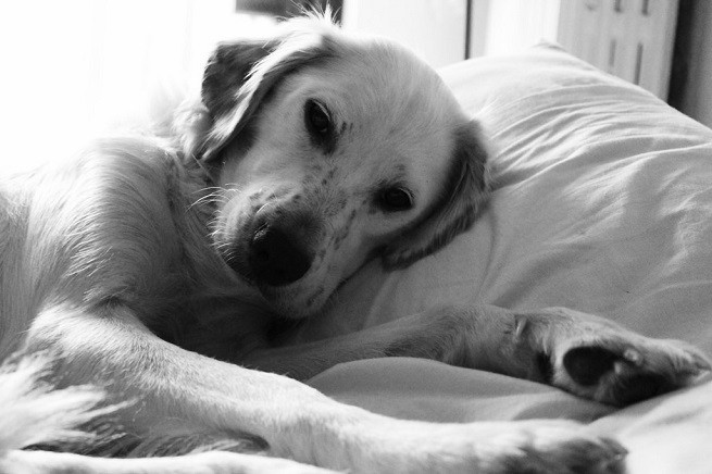 cane