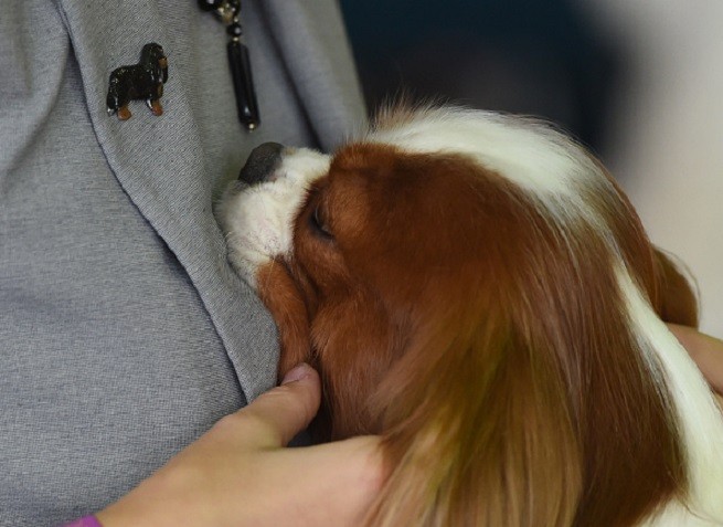 Cavalier King Charles Spaniel