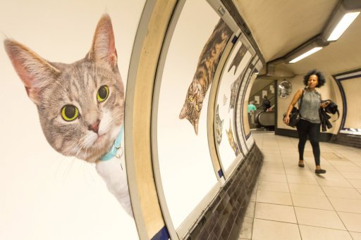Gatti foto stazione