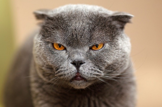 gatto maschio