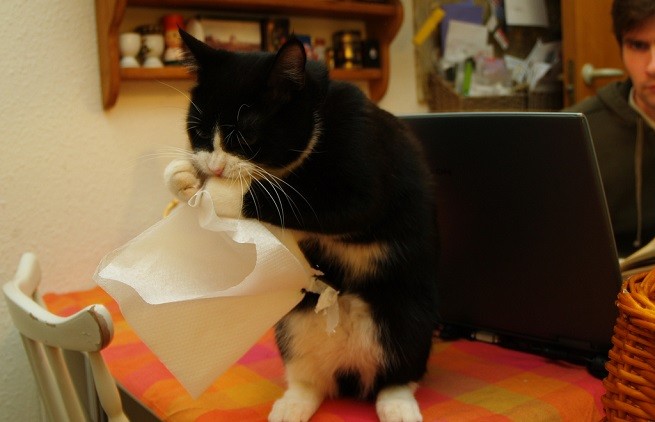 gatto raffreddore