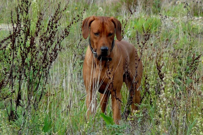 rhodesian ridgeback