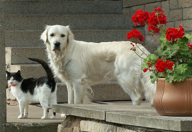 cane gatto