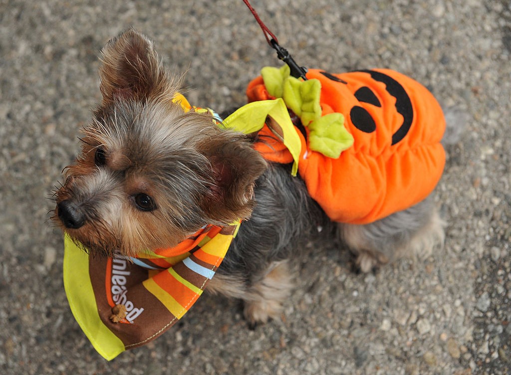 cane halloween