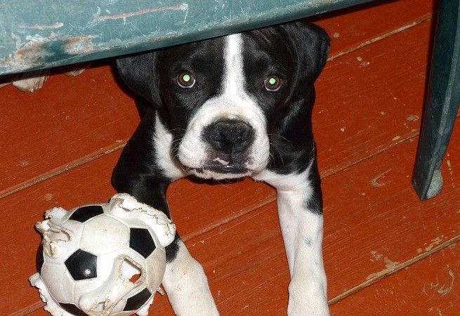 cucciolo boxer