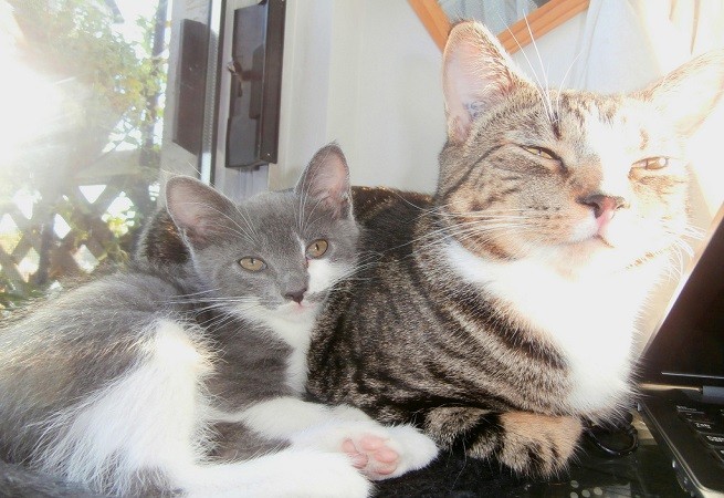 gatta gattini