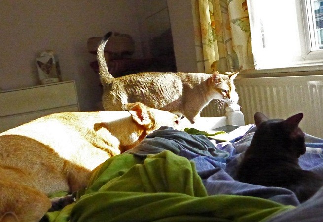gatti cane