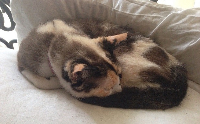 gatto dorme