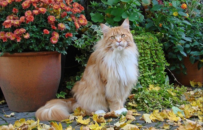 gatto giardino