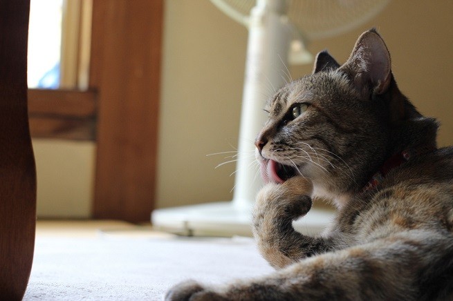 gatto zampa