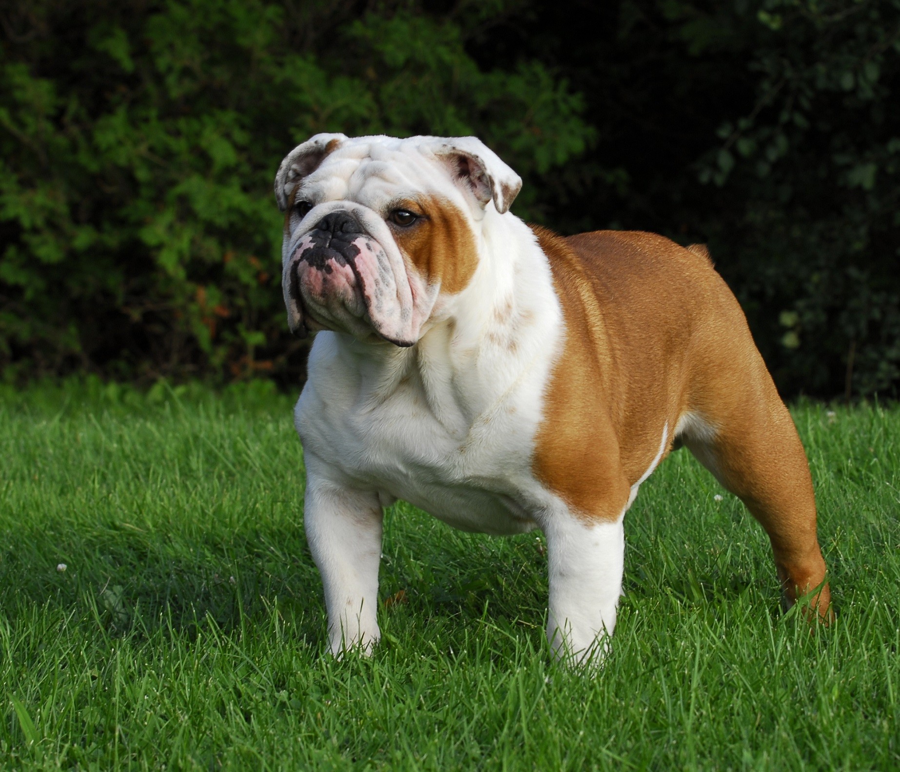 BulldogDay