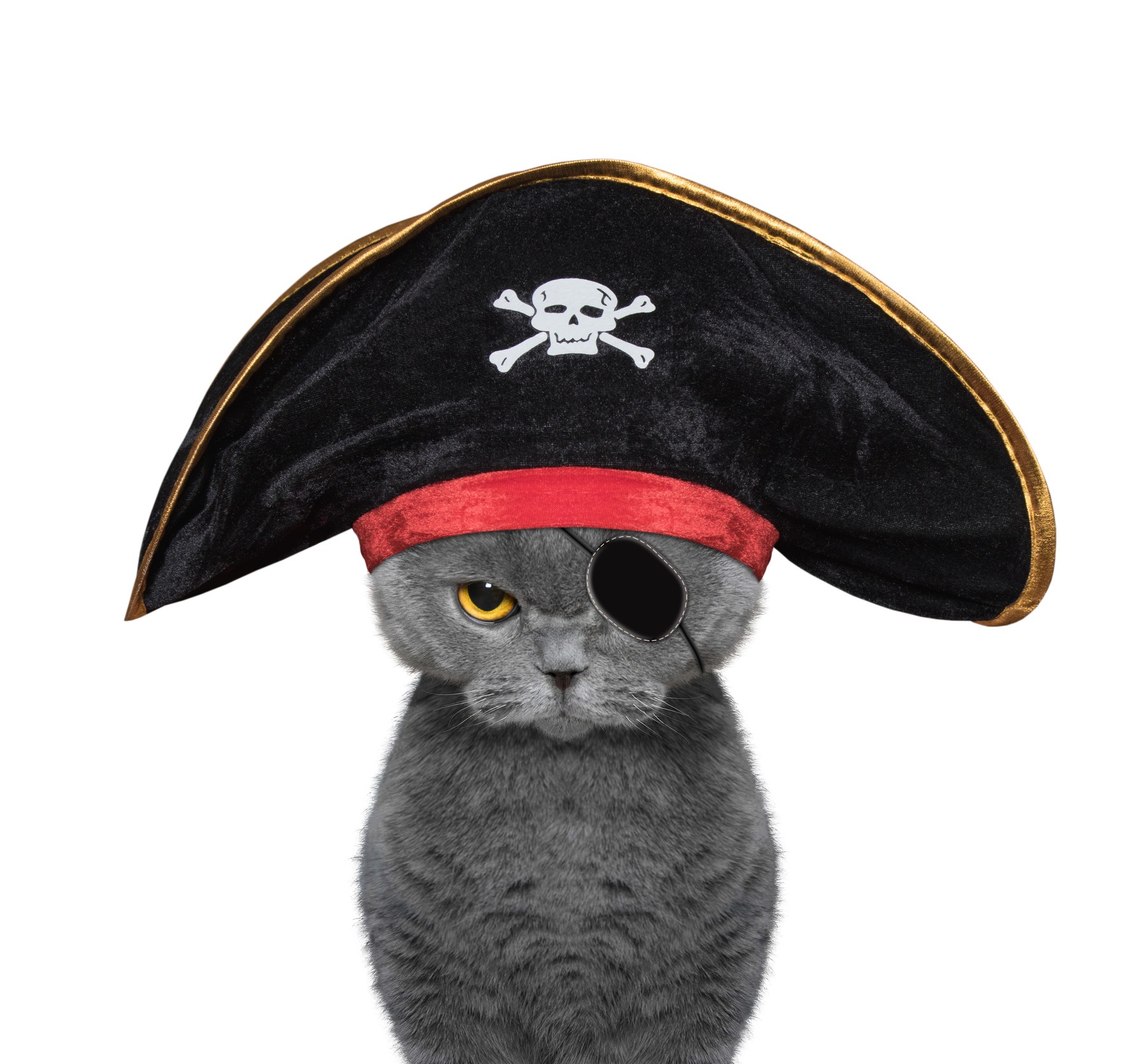 Gatto pirata
