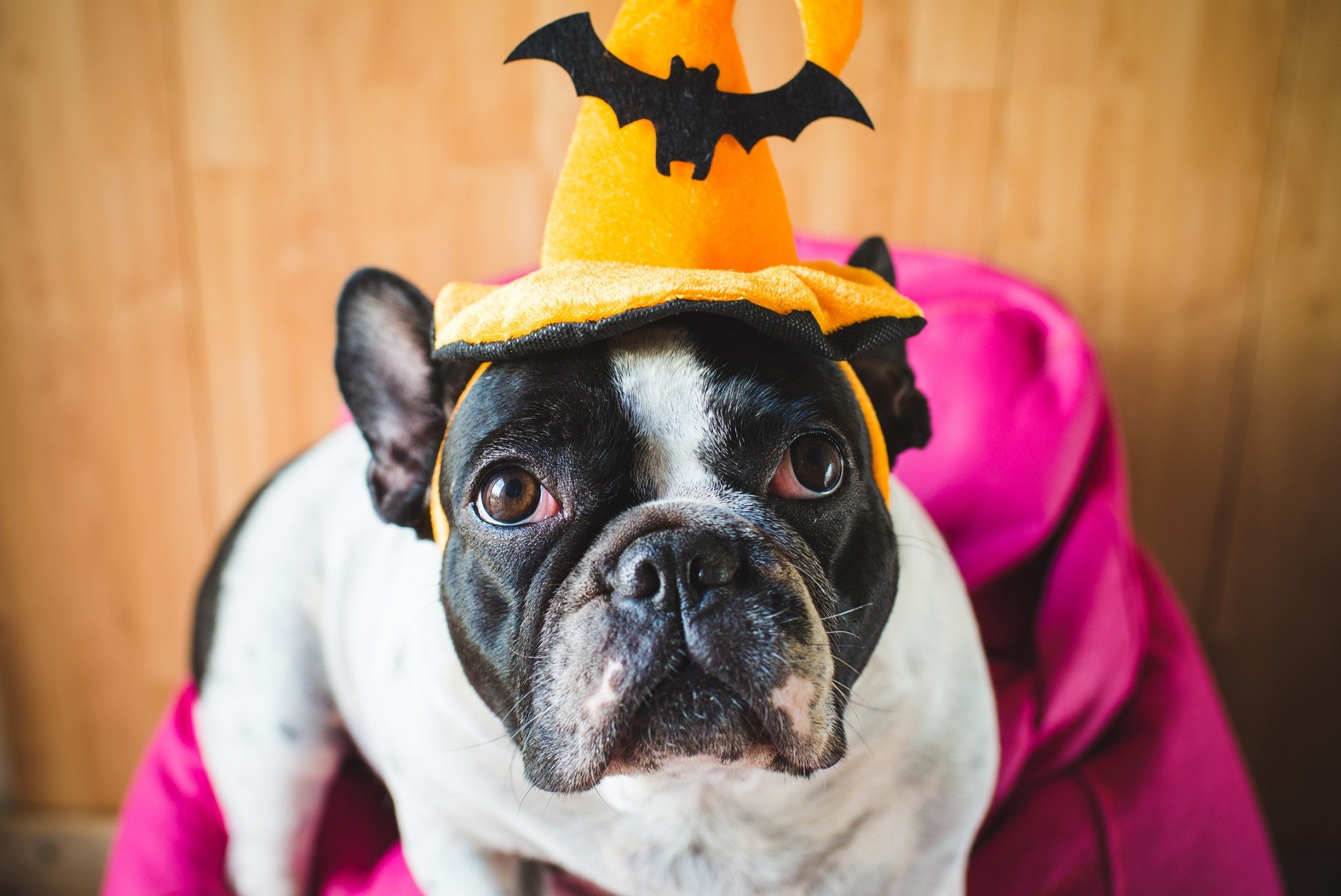 Halloween cane simpatico
