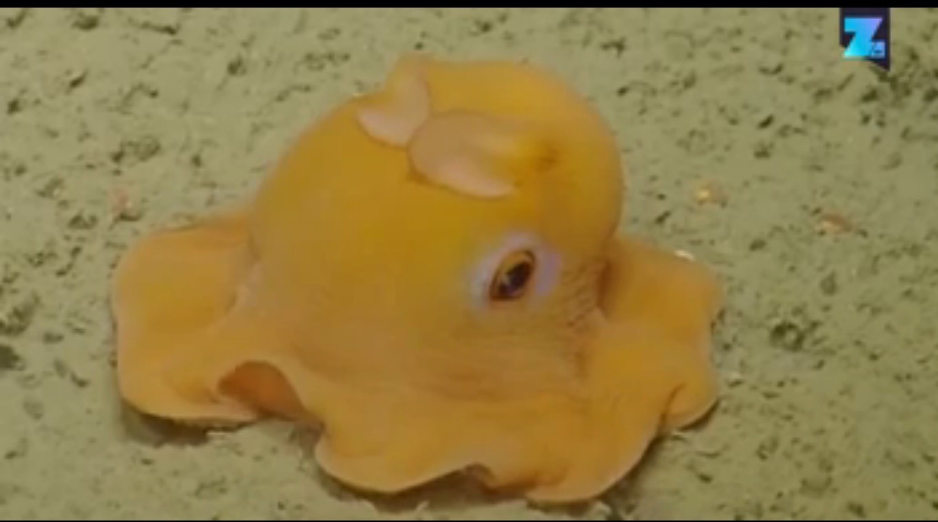 Octopus