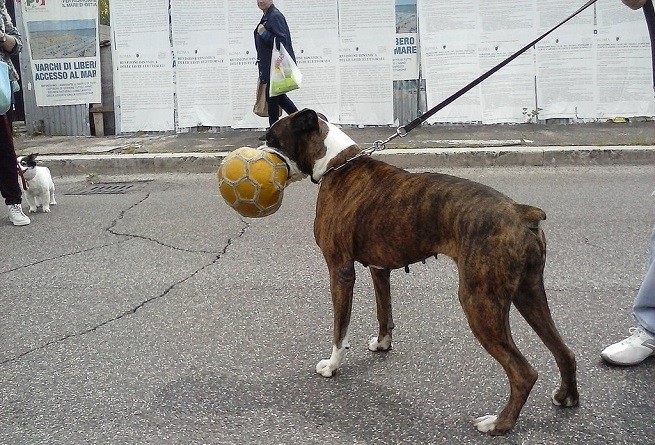 cane passeggiata
