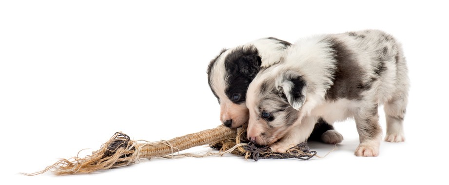 gioco per cani