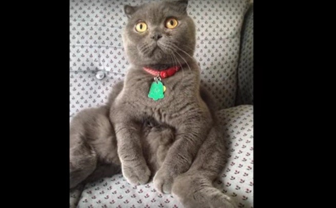 Little Chairman Mao