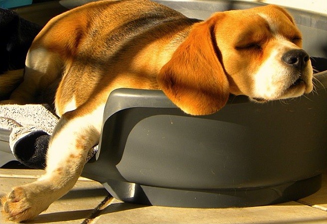 beagle