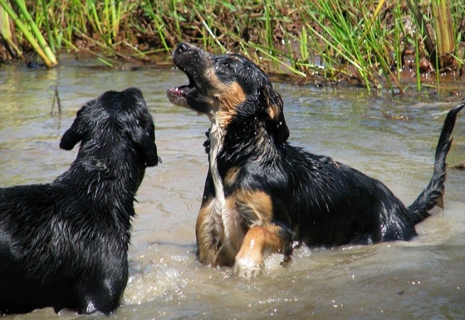 cani