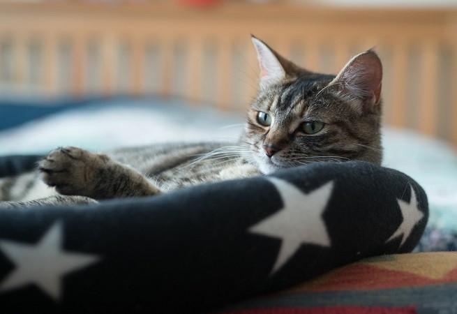 cat