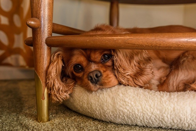 Cavalier King Charles Spaniel