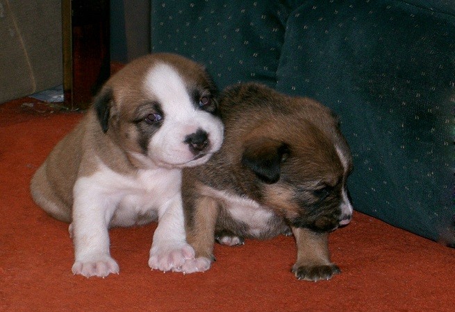 cuccioli