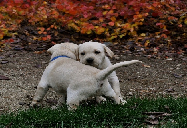 cuccioli