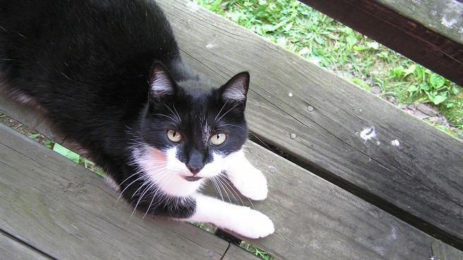 gatto