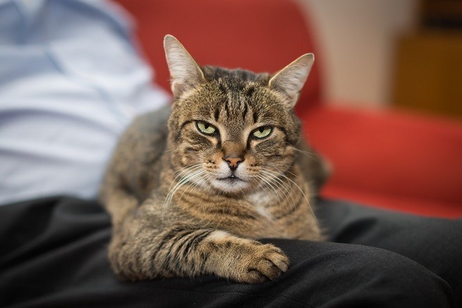gatto