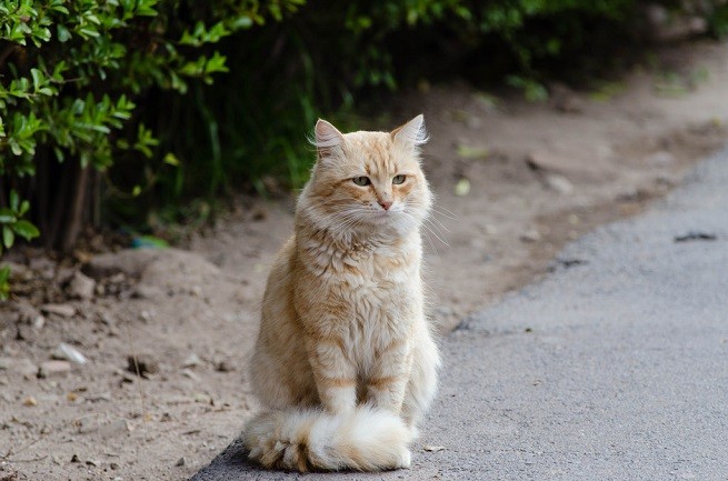 gatto
